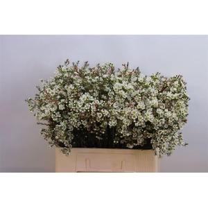 Chame Me Sirius 18 GR,(IL),(5)