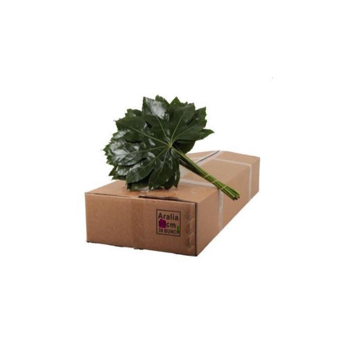 <h4>ARALIA 70 CM BROWN BOX</h4>