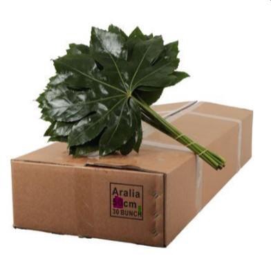 ARALIA 60 CM BROWN BOX