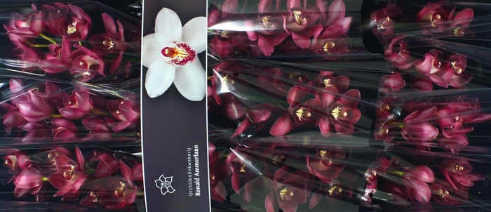 <h4>Cymb T Barolo</h4>