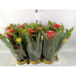 Guzmania  'Confetti'