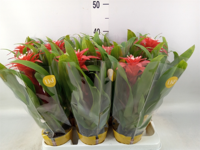 <h4>Guzmania  'Confetti'</h4>