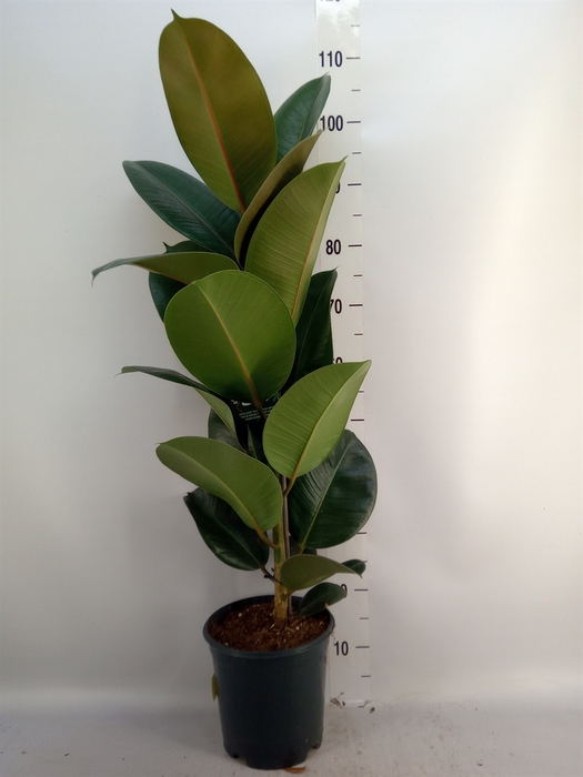 <h4>Ficus elastica 'Robusta'</h4>