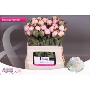 Paeonia Florence Nicholls