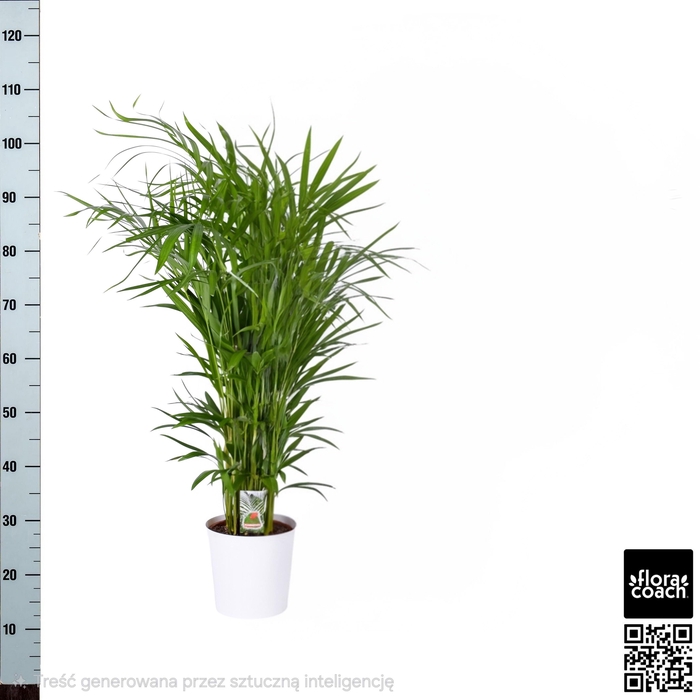 <h4>DYPSIS LUTESCENS</h4>