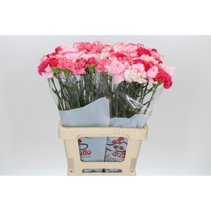 Dianthus St Rainbow Mix Pink