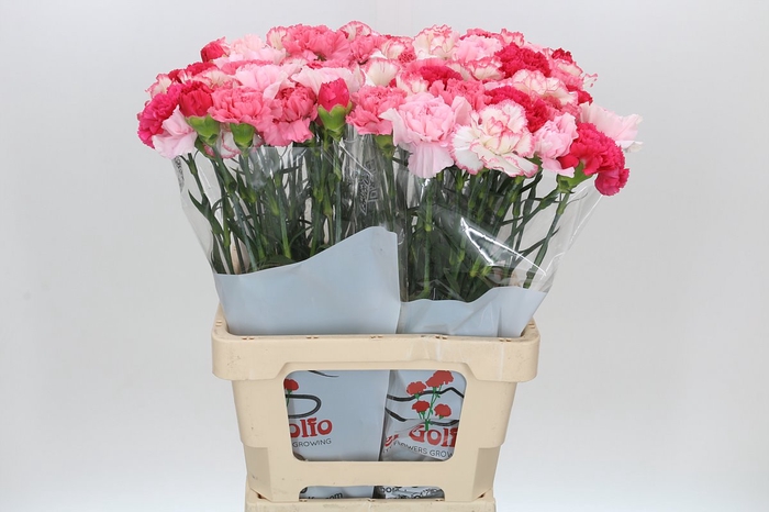 <h4>Dianthus St Rainbow Mix Pink</h4>