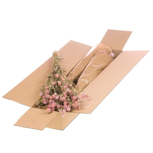 Gomphrena Sb Natural Pink