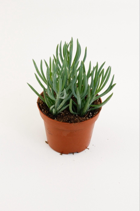 <h4>Senecio Blue</h4>