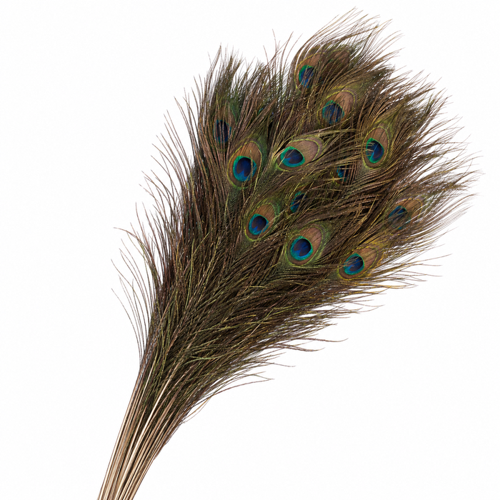 <h4>Dried Peacock Feathers</h4>