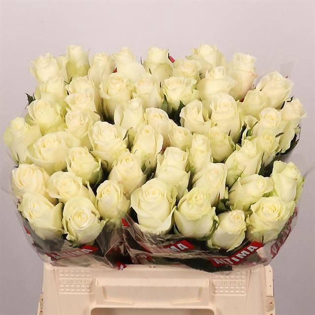 <h4>R GR ALBATROS</h4>