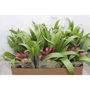 GUZMANIA VOILA P14