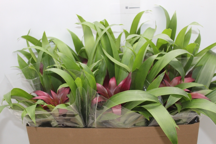 <h4>GUZMANIA VOILA P14</h4>