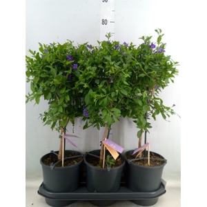Lycianthes ran. 'Blue Fountain'