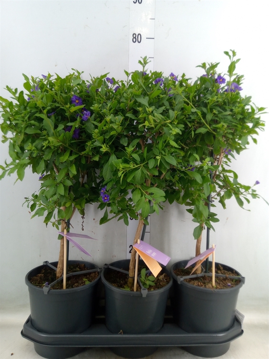 <h4>Lycianthes ran. 'Blue Fountain'</h4>