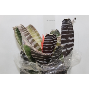 AECHMEA CHANTINI BLACK P17