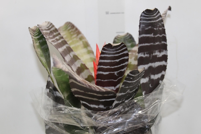 <h4>AECHMEA CHANTINI BLACK P17</h4>