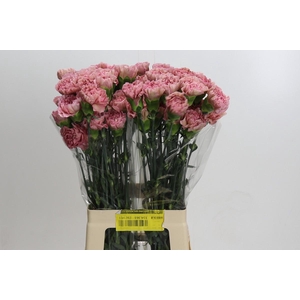Dianthus St Lege Pink