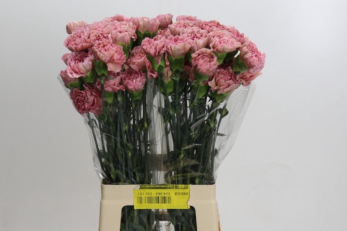 <h4>Dianthus St Lege Pink</h4>