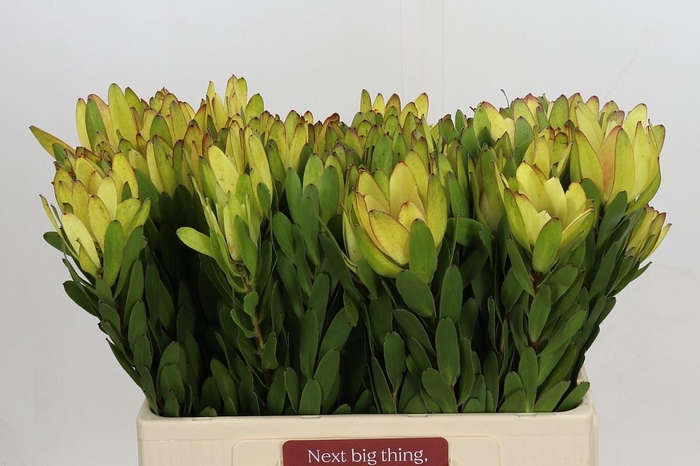 <h4>LEUCAD SAF GOLDSTRIK</h4>