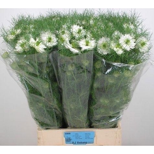 NIGE D MYSTERY WHITE