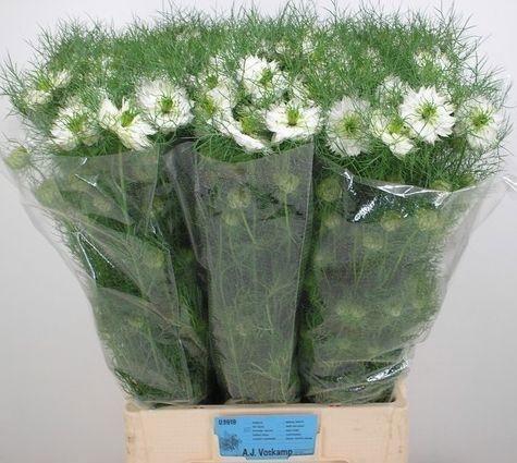 <h4>NIGE D MYSTERY WHITE</h4>