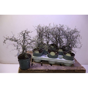 arr8 Corokia Cotoneaster