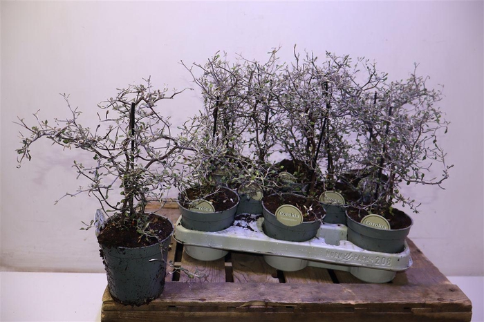 <h4>arr8 Corokia Cotoneaster</h4>