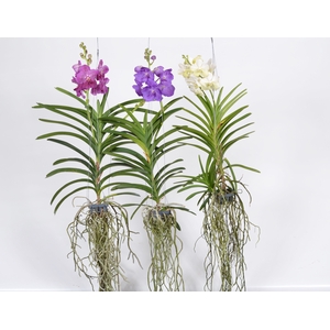 Vanda Gemengd Xxl A2