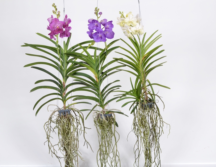 <h4>Vanda Gemengd Xxl A2</h4>