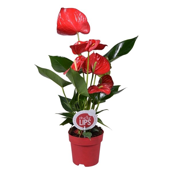 <h4>MoreLIPS Anthurium Minnesota</h4>