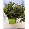 ALLORO (LAURUS) 200GR