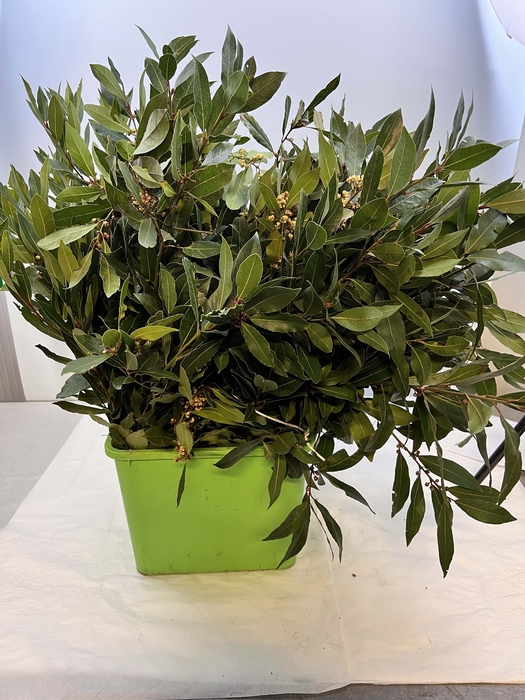 ALLORO (LAURUS) 200GR