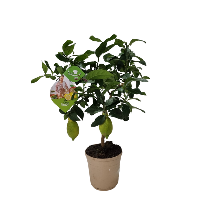 <h4>Citrus hystrix</h4>