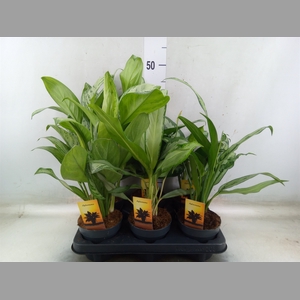 Aglaonema   ...mix