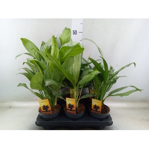 Aglaonema   ...mix