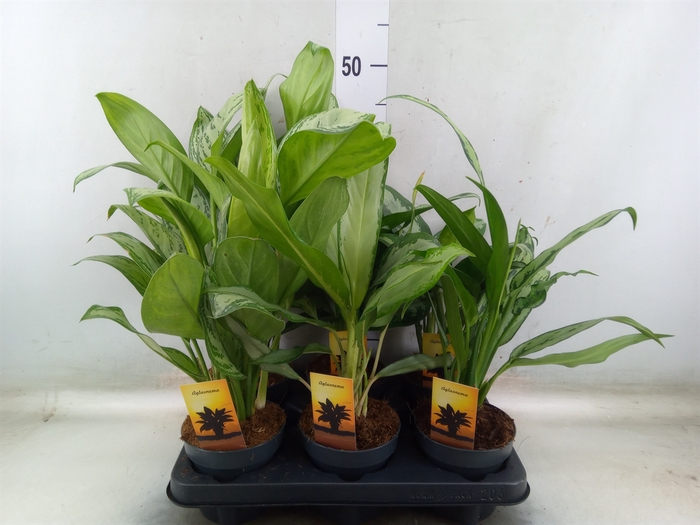 <h4>Aglaonema   ...mix</h4>