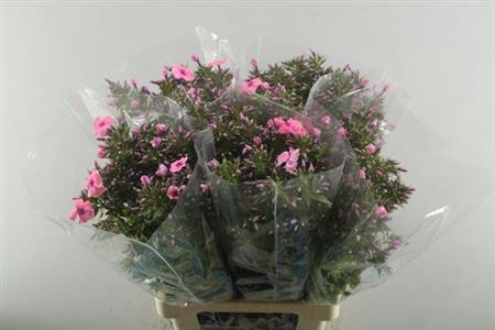 <h4>Phlox P Windsor</h4>