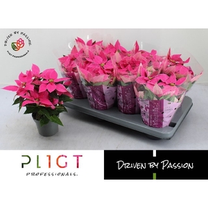 EUPHOR P PRI DA PINK