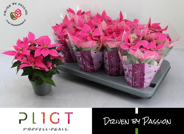 <h4>EUPHOR P PRI DA PINK</h4>