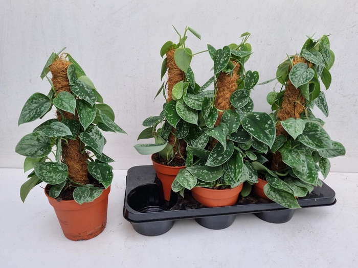 <h4>SCIND PICT SILVE ANN</h4>