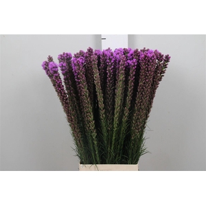 Liatris Callilepis
