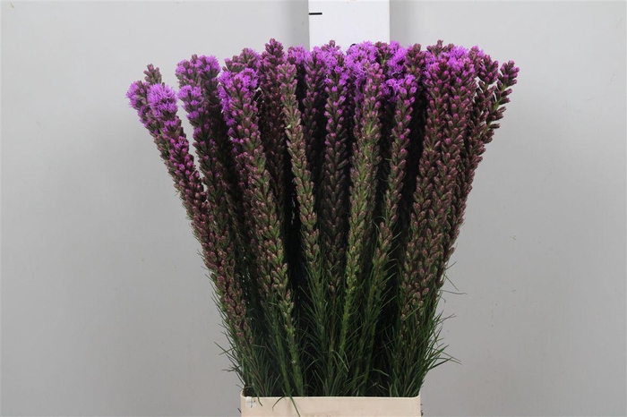 <h4>Liatris Callilepis</h4>