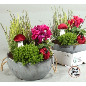 ARR TUINPLANTEN