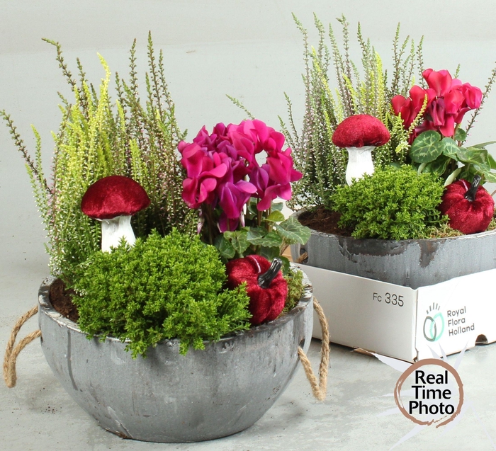 <h4>ARR TUINPLANTEN</h4>