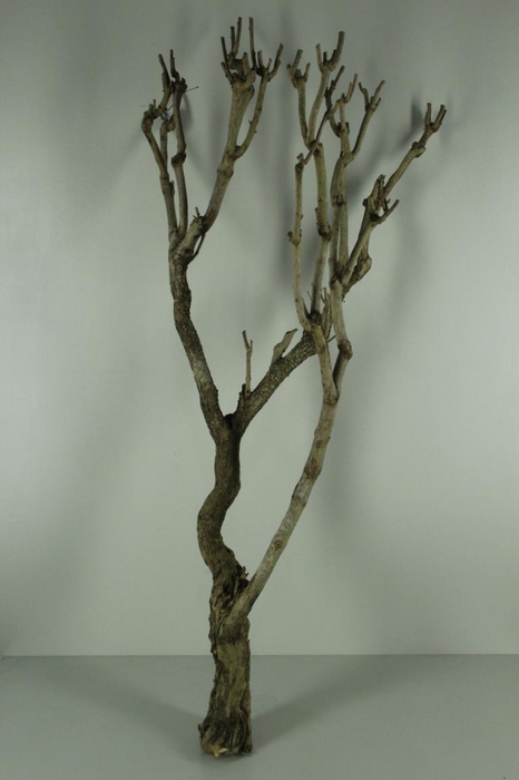 <h4>Seringenhout</h4>