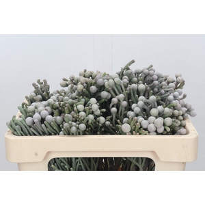 Kaaps Groen Silver Brunia