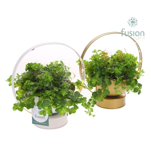 LED planter zink schaal met groene planten