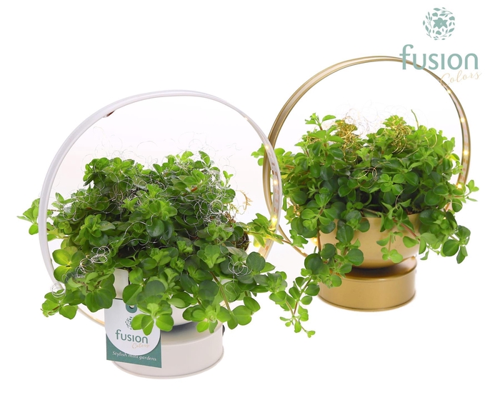 <h4>LED planter zink schaal met groene planten</h4>