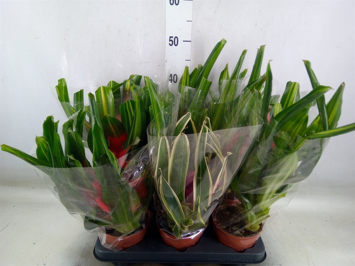<h4>Neoregelia   ...mix</h4>